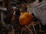 Gymnopilus penetrans image