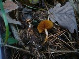 Gymnopilus penetrans image