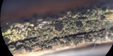 Rinodina grandilocularis image