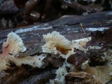 Merulius tremellosus image