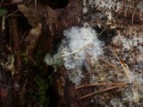 Phlebiopsis gigantea image