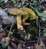 Boletus subtomentosus image