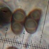 Rinodina grandilocularis image