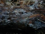 Tulasnella cystidiophora image