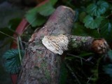 Antrodia ramentacea image