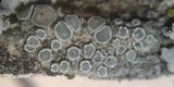 Lecanora juniperina image