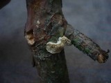 Antrodia ramentacea image