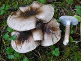 Hygrophorus olivaceoalbus image