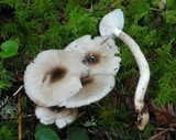 Hygrophorus olivaceoalbus image