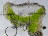 Lecanora juniperina image