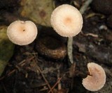 Tubaria conspersa image