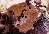 Antrodia albida image
