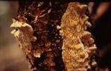 Antrodia albida image
