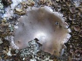 Umbilicaria grisea image