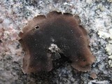 Umbilicaria grisea image