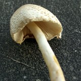 Leucocoprinus cepistipes image