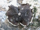 Umbilicaria grisea image