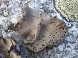 Umbilicaria crustulosa image