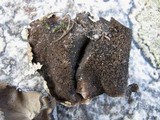 Umbilicaria crustulosa image
