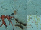 Umbilicaria crustulosa image