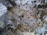 Umbilicaria crustulosa image