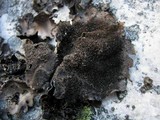 Umbilicaria crustulosa image