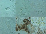 Umbilicaria crustulosa image