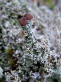 Cladonia bellidiflora image