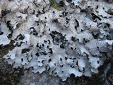 Parmelia saxatilis image