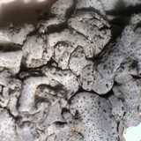 Dermatocarpon americanum image