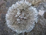 Parmelia saxatilis image