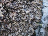 Parmelia omphalodes image