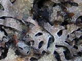 Parmelia omphalodes image