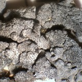 Dermatocarpon americanum image