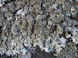 Xanthoparmelia conspersa image