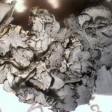 Dermatocarpon americanum image