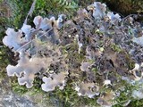 Peltigera praetextata image