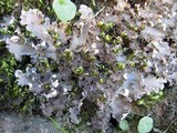 Peltigera praetextata image