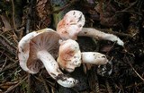 Hygrophorus erubescens image