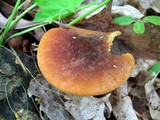 Xeromphalina tenuipes image