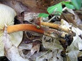 Xeromphalina tenuipes image