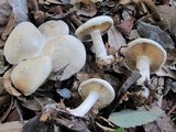 Clitocybe robusta image