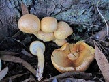 Gymnopilus ventricosus image