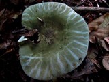 Russula parvovirescens image
