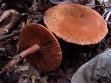 Lactarius camphoratus image