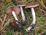 Cortinarius caninus image