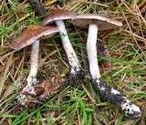 Cortinarius caninus image