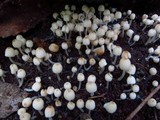 Coprinellus curtus image