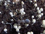 Coprinellus curtus image