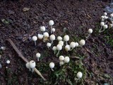 Coprinellus curtus image